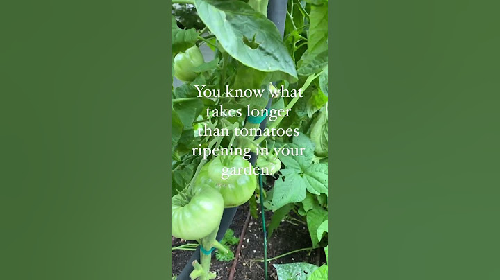 Nothing takes longer than tomatoes ripening🍅 It’s worse than watching grass grow #tomato #garden