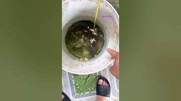 Cá Lớn - Câu Lure dính Cá Lóc Khủng 😱 #khacthuyvlogg