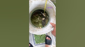 Cá Lớn - Câu Lure dính Cá Lóc Khủng 😱 #khacthuyvlogg