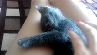 Котенок кайфует во сне, русская голубая порода Котенок кайфует во сне, русская голубая порода