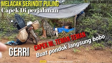 explore burung serindit puling buat pondok Among gacor seketika ada yg lewat Buat pondok.part.01