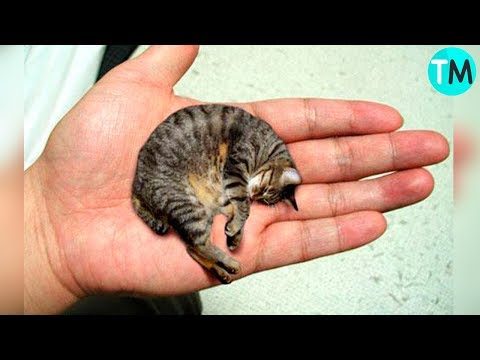 Video: Las Razas De Gatos Más Pequeñas