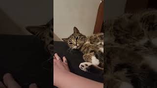 TICKLE PAWS, TOE BEANS AND LOTS OF CUTENESS! screenshot 5
