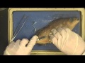Fish Dissection Quiz