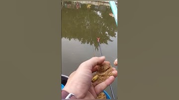 Khoai lang trứng kiến câu cá phi #câuđài