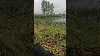 Fisherman Fishing Snakehead So many Big Fish#Shorts  149