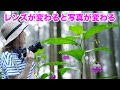 【すごく大事!レンズの焦点距離🌸】9月の花の撮り方