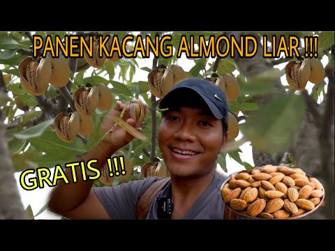 Video: Pai Plum Dengan Nasi Di Atas Dengan Kacang Almond