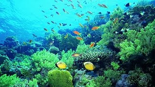 Corals: can they be saved from climate change?