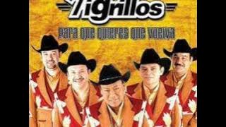 Tigrillos-mueve tu cintura