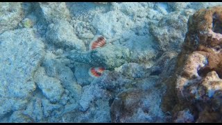 The reef Stonefish - The deadliest and most venomous fish in the world