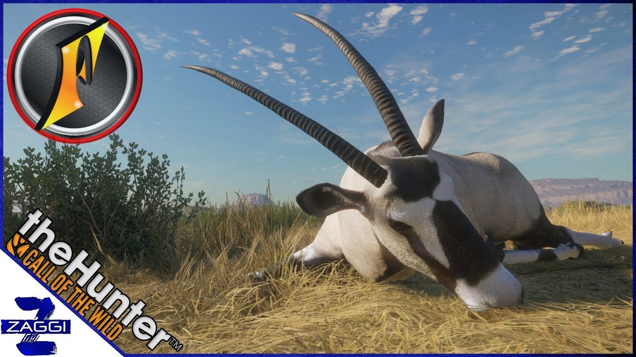 Gemsbok Call Of The Wild