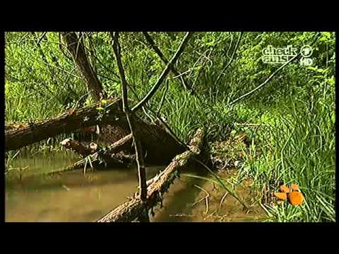 Felix Und Die Wilden Tiere