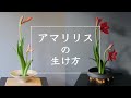 【格花】アマリリスの生け方７葉２花主位  -Amaryllis Ikebana-