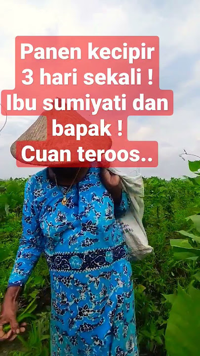 panen kecipir,langsung beli emas ibu Sumiyati !