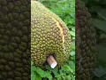 Harvesting #jackfruit #farm #shots #shortvideo