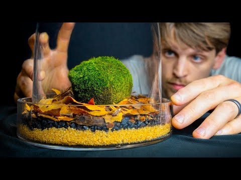 Video: Marimo Moss Pob Cov Lus Qhia: Cov Lus Qhia Rau Marimo Moss Ball Care