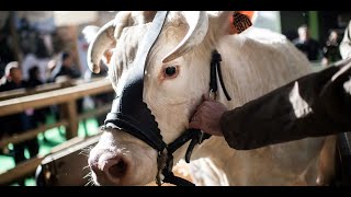 Salon de l'agriculture : arrivée d'Idéale, l’égérie de la plus grande ferme de France