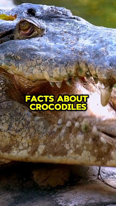 CROCODILE FACTS! #short #shorts #shortsvideo #shortvideo #crocodile #animals #facts #shortsviral #