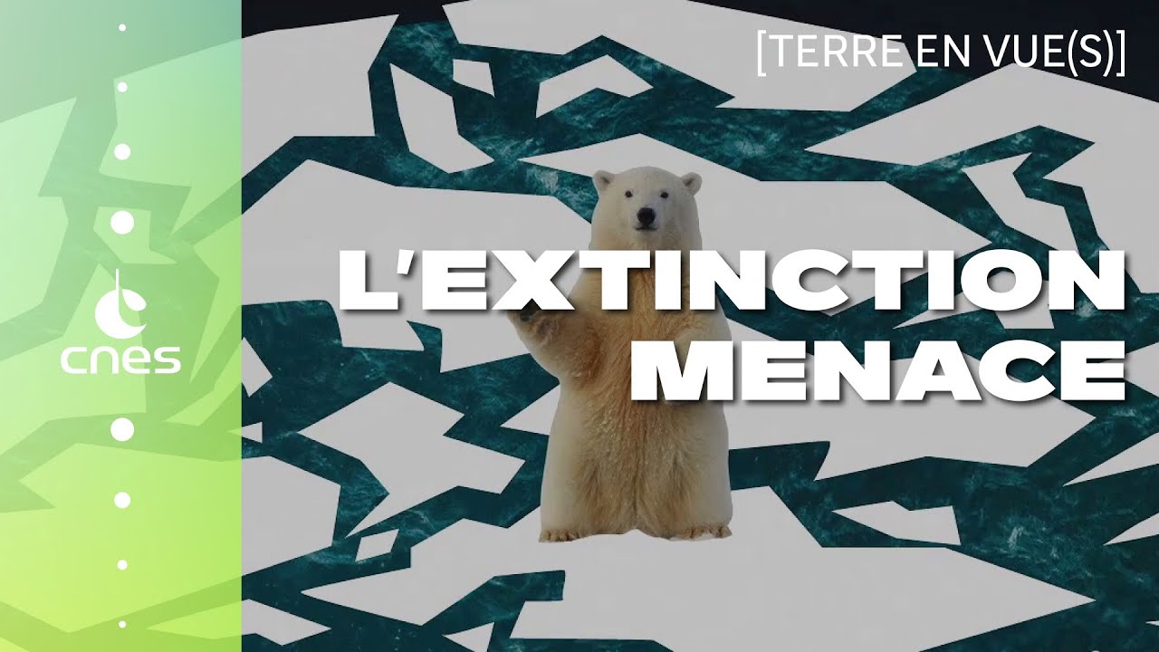 Terre en vue(s) | #9 - Quand l'extinction menace