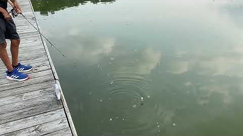 How to catch fish in 5 seconds! 🤣