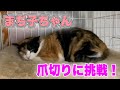 シャー！猫パンチ炸裂の三毛猫さんを爪切り！と思わぬ預かりさんの涙⁉︎【Hiss!Cat nail clippers】