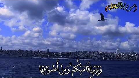 ۞ الم يروا الى الطير مسخرات۞ (سورة النحل) #القارئ #الشيخ خالد الجليل بصوته الذي يأسر القلوب💖 #muslim
