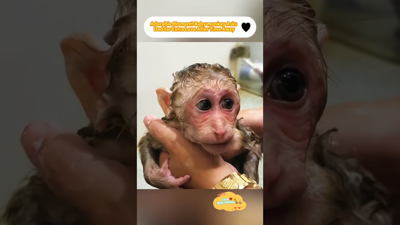 Adorable Moment! Baby monkey Asks Dad for Extra Love After Time Away