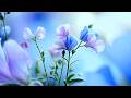 Sounds M — "Dolce" | Gentle Ambient Piano by Mayumi Masuya