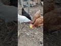 Gallinas comiendo tortilla de patata