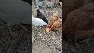 Gallinas comiendo tortilla de patata