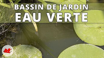 Comment traiter un bassin à poisson ?