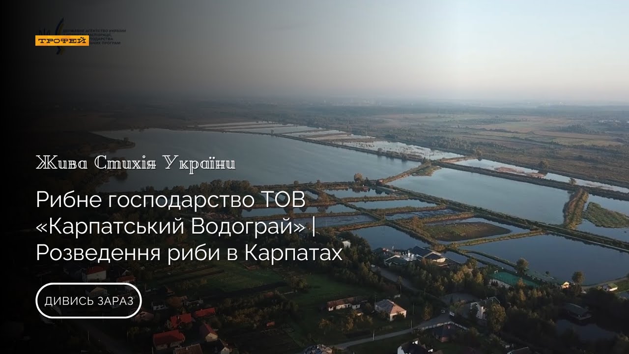 КАРПАТСЬКИЙ ВОДОГРАЙ: Рибне господарство, де живе СТЕРЛЯДЬ! Огляд комплексу та риболовлі 🐟