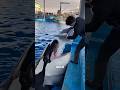 Porque as orcas bebem SOMENTE gelo? #bicho #animal #curiosidade