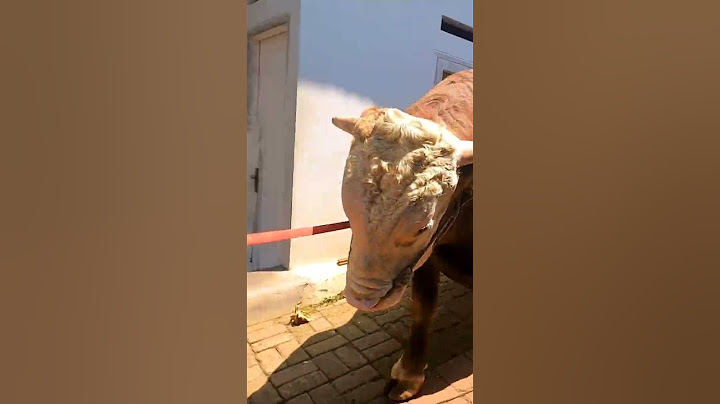 sapi Jumbo 1 Ton Keluar Kandang