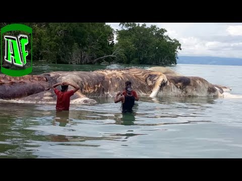 6 ყველაზე უცნაური ცხოველი დედამიწაზე