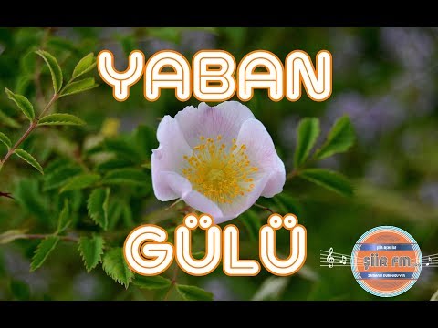 YABAN GÜLÜ | Güfte İbrahim Demirtaş | Beste Hasip Celil Kolas | Solist - Özlem Azılıoğlu