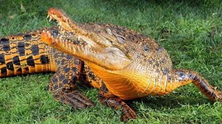 Gabon barlangi krokodiljai (Dokumentumfilm)