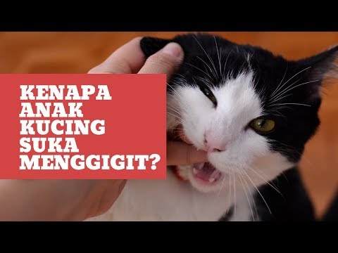 Video: Adakah Anak Kucing Saya Terlalu Hyper?