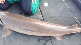 Rainy River Lake Sturgeon