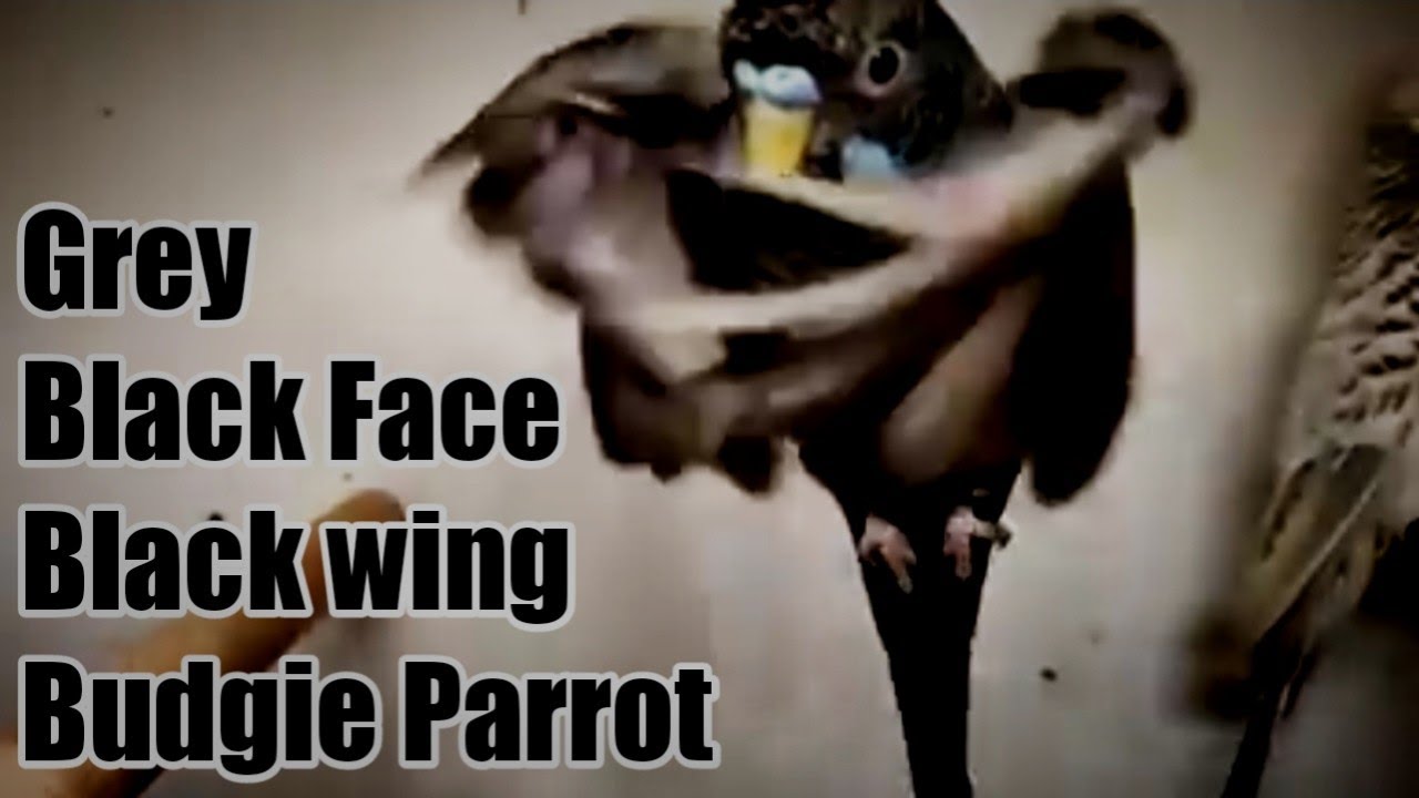 Grey Black Face Black wing Parrot Slow Motion Flying View | Black Face Black wing Budgie Parrot