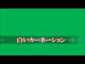 白いカーネーション   井上陽水