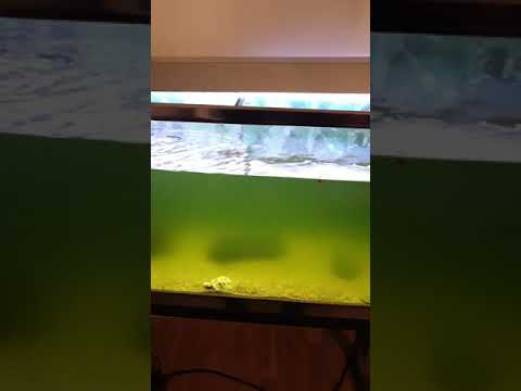 فيديو: لماذا يتحول الماء إلى اللون الأخضر في حوض السمك؟