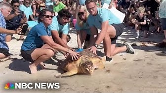 Thumbnail for Endangered turtle returns to ocean after surgery to remove life-threatening tumor
