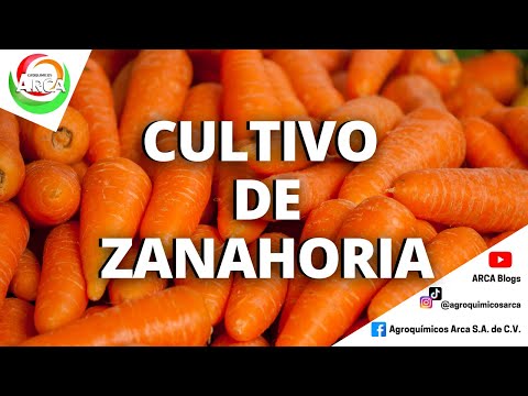 Video: Diferentes tipos de plantas de zanahoria: aprenda sobre los diferentes tipos de zanahorias