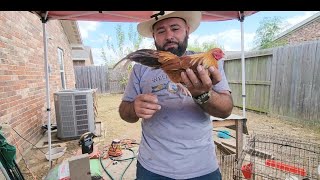gallitos aztecas aliquines kikirikis 