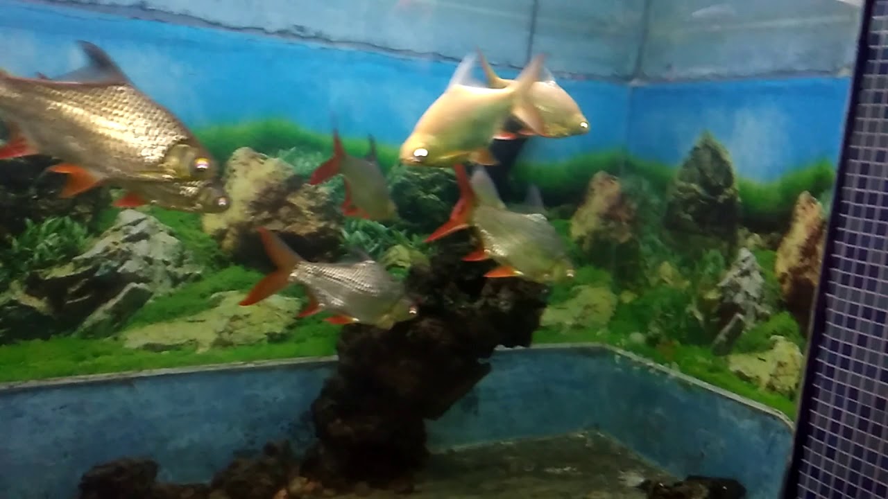 Fish House Patna Zoo YouTube