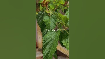 #عبدالله_الموسى #اكسبلور #تلاوة_خاشعة #لايك #تيك_توك #اللهم_صل_وسلم_على_نبينا_محمد #قران_كريم