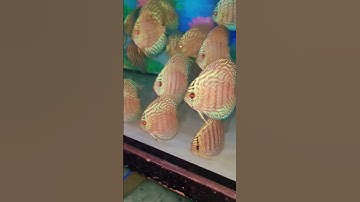 cá đĩa bông xanh -  turquoise blue discus #cadia #cadiaduythanh #cáđĩa #thuysinh #aquarium