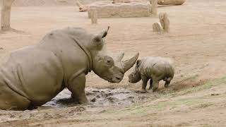 Rhino Racing  Mom & Baby Rhino 'Crash' Around Safari Park